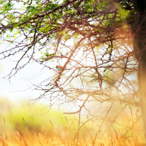 Jaco Ferreira Photography